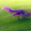 SmugMug > keywords > running > Running Critter`