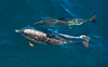 SmugMug > keywords > one > Common Dolphins (Delphinus capensis).