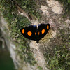 SmugMug > keywords > spots > Nashville Zoo photo