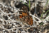 SmugMug > keywords > lady > Mushrif National Park, 22.12.2009
© Tommy Pedersen